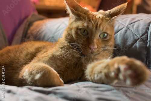 Orange tabby cat resting on a gray sofa and looking attentively toward the camera in a cozy home interior