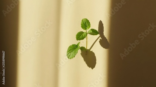 Fresh mint plant with shadow against a wall