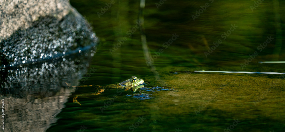 Fototapeta premium Frog resting in clear water with its eyes and head above the surface, surrounded by rocks in a natural aquatic habitat.