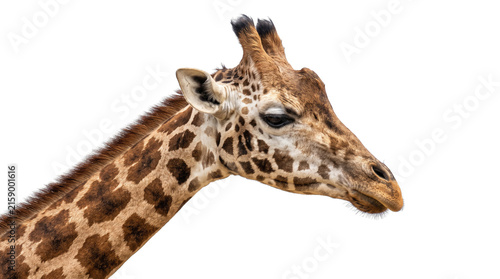 Photography Giraffe Head and Neck Close Up Portrait, PNG isolated on a transparent backgroun
