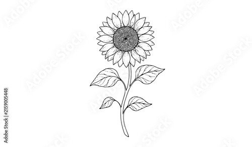 Elegant sunflower botanical black line art vector illustration with leaves