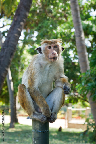 Canvastavla Scene featuring monkey - long tailed macaque. Sri Lanka