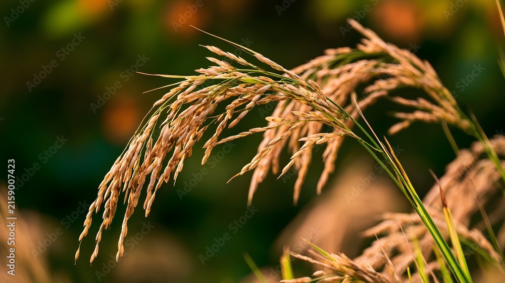 Fototapeta premium Golden rice stalks sway gently in warm sunlight against a softly blurred natural background