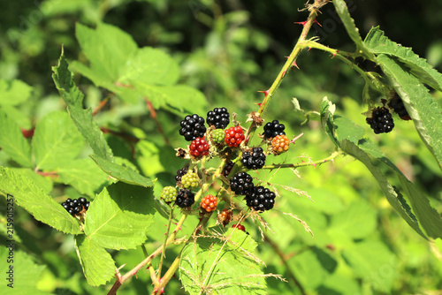 Wild blackberries in the forest.