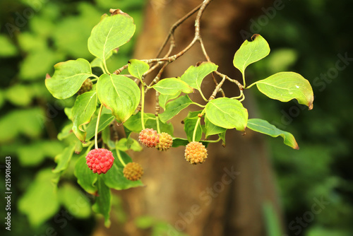 Cornus kousa is a small deciduous tree. Fall foliage is a showy red color.