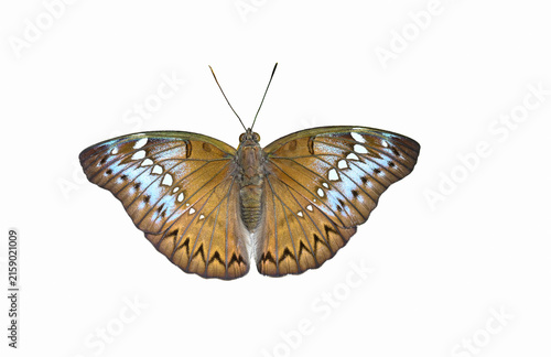 Canvas Print female Banded Marquis ( Euthalia teuta ) isolated on white background close up