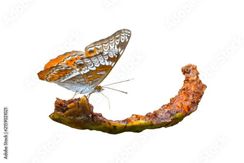 Knight (Lebadea martha) suck mineral on fruit isolated on white background close up