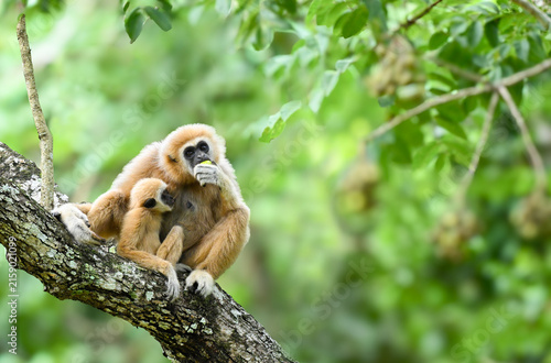 White-handed gibbon(Hylobates lar)and baby eat fruit on tree in the Kaeng Krachan National park,thailand