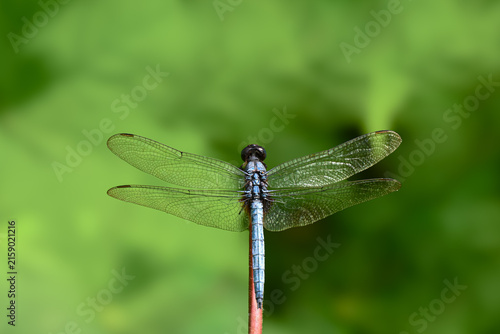 Common Blue skimmer(Orthetrum glaucum) perched on the stem of a red plant