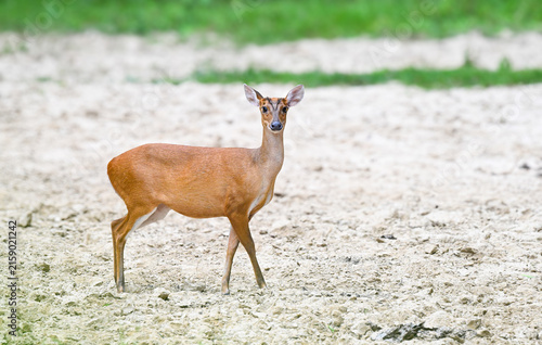Barking deer (Muntiacus vaginalis) standing on the ground at Kaeng Krachan National park,western thailand