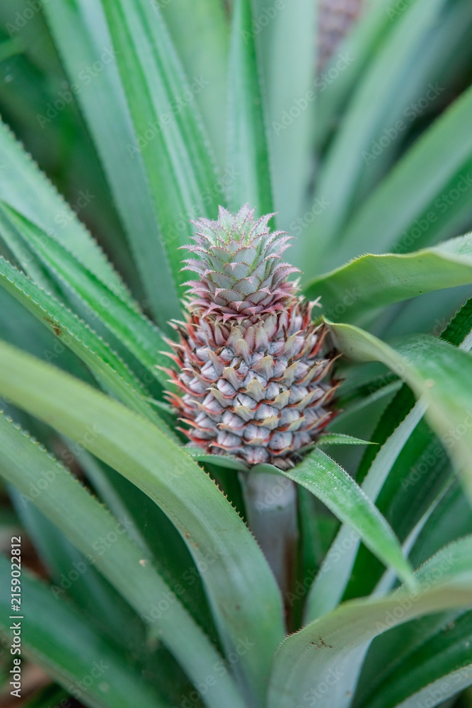 Fototapeta premium pineapple in the garden