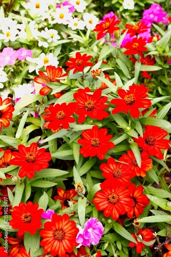 Red zinnias closeup