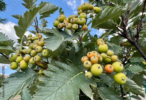 Canvastavla Hawthorn berries ripen on the tree.