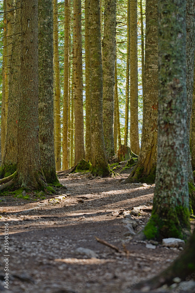 Fototapeta premium Sunlight filtering through dense black pine forest