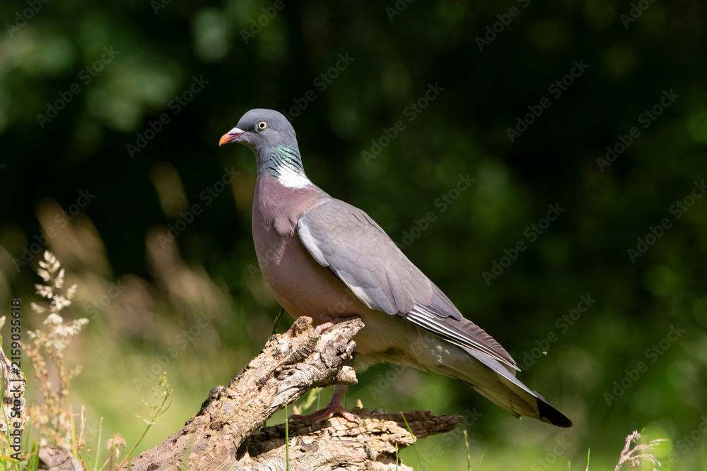 Fototapeta premium Pigeon ramier,