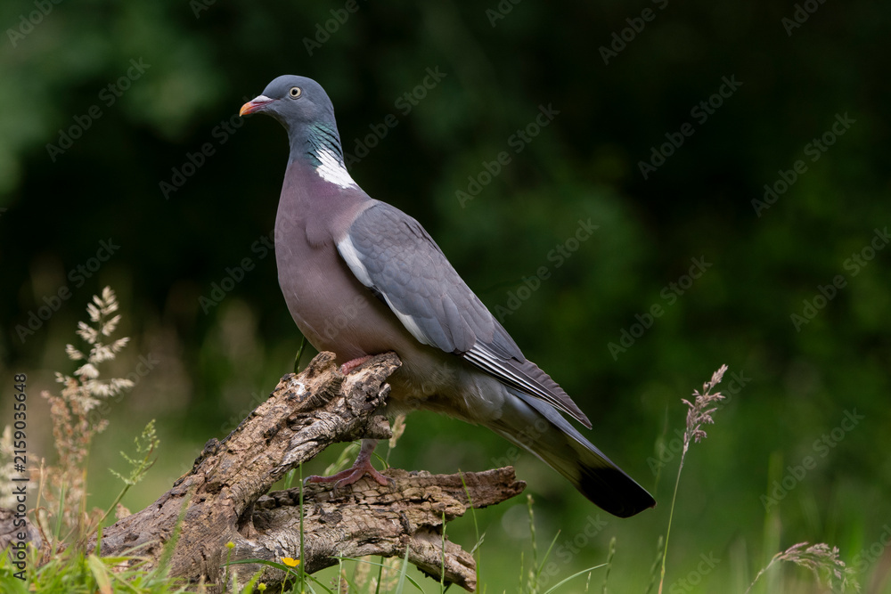 Fototapeta premium Pigeon ramier,