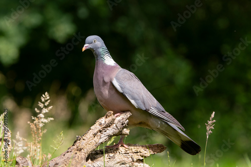 Fotografía Pigeon ramier,