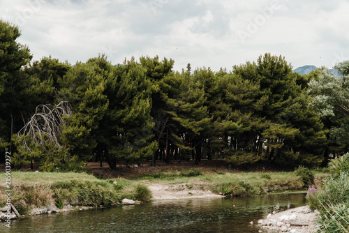 Obraz na plátně Dense pine forest surrounds a calm stream near the Montenegrin coast, offering a