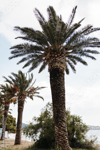 Фотография Tall palm trees rise against a bright sky on the Montenegrin Adriatic coast, rep