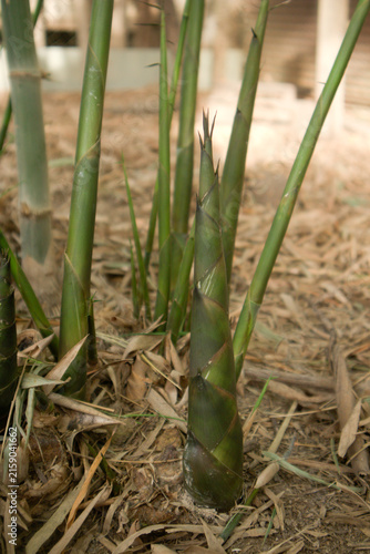 Young bamboo shoot growing among tall bamboo stalks