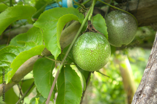 Green passion fruit growing on vine with leaves