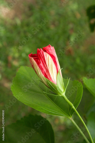 Red hibiscus flower bud closeup with green leaves