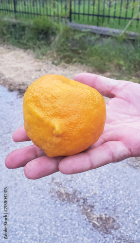 A ripe mandarin in a woman's hand. Citrus harvest season. A delicious, juicy fruit rich in vitamins and minerals.