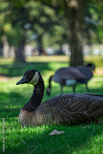 Canada goose resting on green grass in a public park
