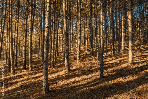 фотографія coucher de soleil à travers les arbres dans une forêt