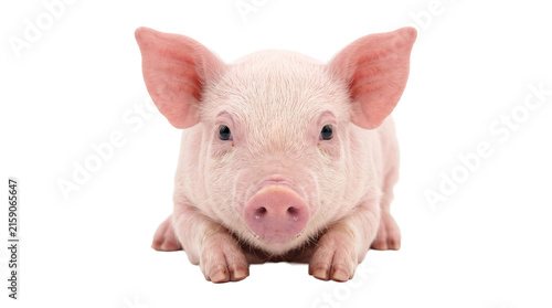Konstfotografi Adorable baby pig with pink skin and small ears lying down for farm animal portrait