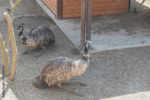 Konstfotografi Two emus are seen in a sandy enclosure
