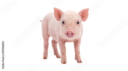 Canvastavla Young pink piglet standing facing forward on transparent background for farm livestock and animal themes