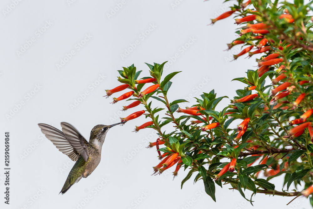 Naklejka premium Hummingbird with outstretched wings feeding from Vermillionaire plant while in flight
