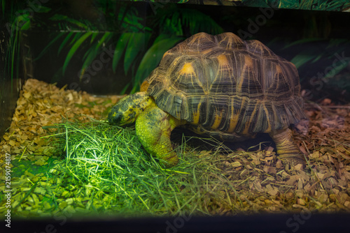 A tortoise is eating grass in a terrarium. The environment includes wood chips and green plants, creating a natural habitat.