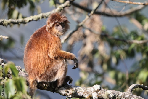 Photography East Javan langur (Trachypithecus auratus), also known as the ebony lutung, Javan langur or Javan lutung, is an Old World monkey from the Colobinae subfamily