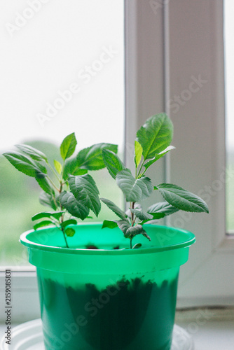 Small green apple saplings in flower pots on the windowsill.