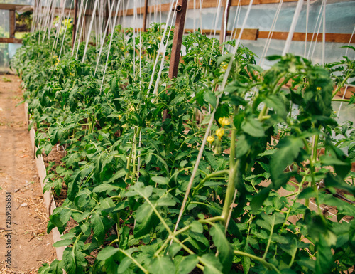 Tomatoes ripening in the greenhouse. Green tomato bushes. Home-grown vegetables.