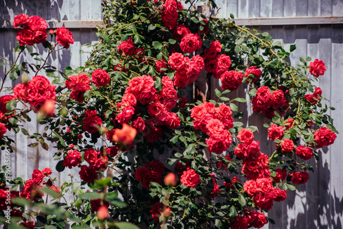 A red rose on a bush in a summer garden. Juicy bright greenery, blurred background. Beauty in nature. A blooming flower.