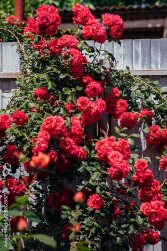 A red rose on a bush in a summer garden. Juicy bright greenery, blurred background. Beauty in nature. A blooming flower.