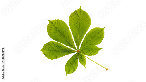 Obraz na plátně Green chestnut tree leaf isolated on white background showing distinct veins and