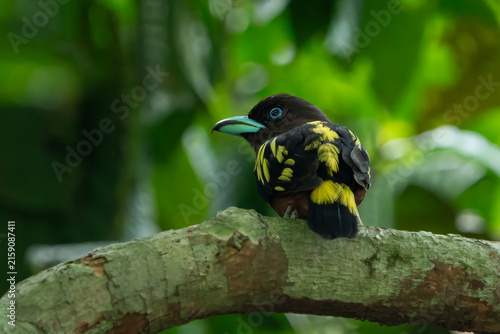 Banded Broadbill (Eurylaimus javanicus) perch on tree