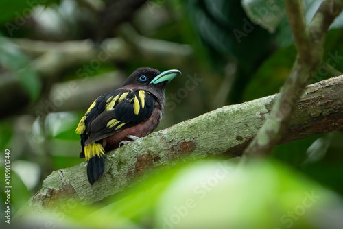 Banded Broadbill (Eurylaimus javanicus) perch on tree