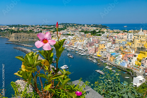 Piękny kwiat na tle panoramy Marina di Corricella na wyspie Procida, Włochy.