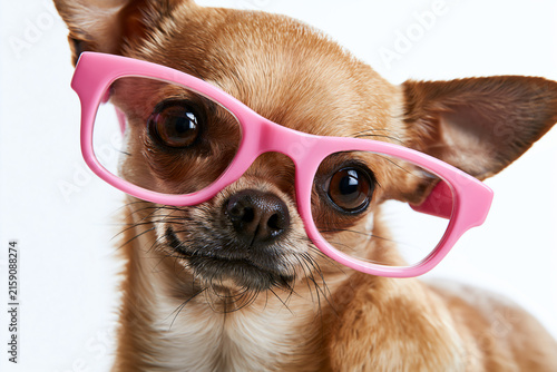 Chihuahua wearing pink glasses, AI generated