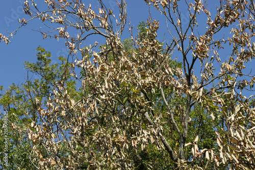 Tree showing signs of drought stress during prolonged dry weather, with leaves curling, browning and drying on the branches against a clear blue summer sky. 