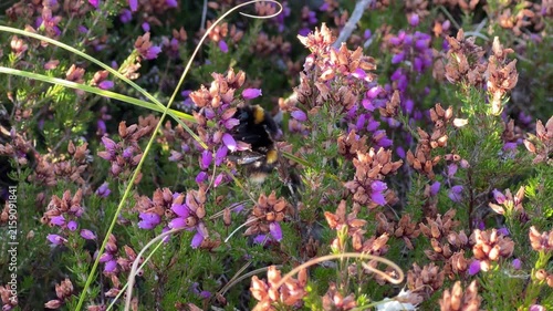 bumblebee pollinating purple heather flower, 60fps nature footage