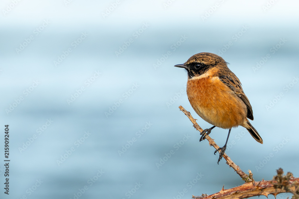 Fototapeta premium European stonechat perched on a thorny branch