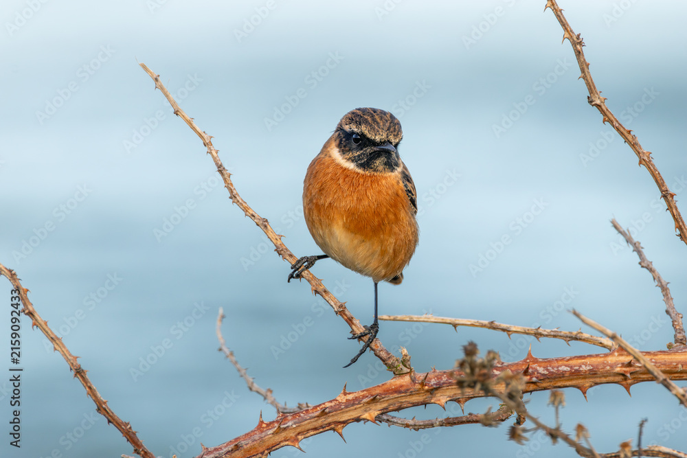 Fototapeta premium European stonechat facing the camera