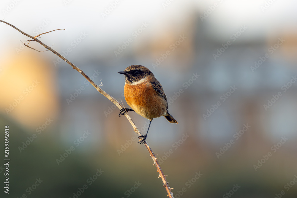 Fototapeta premium European stonechat perched in golden light