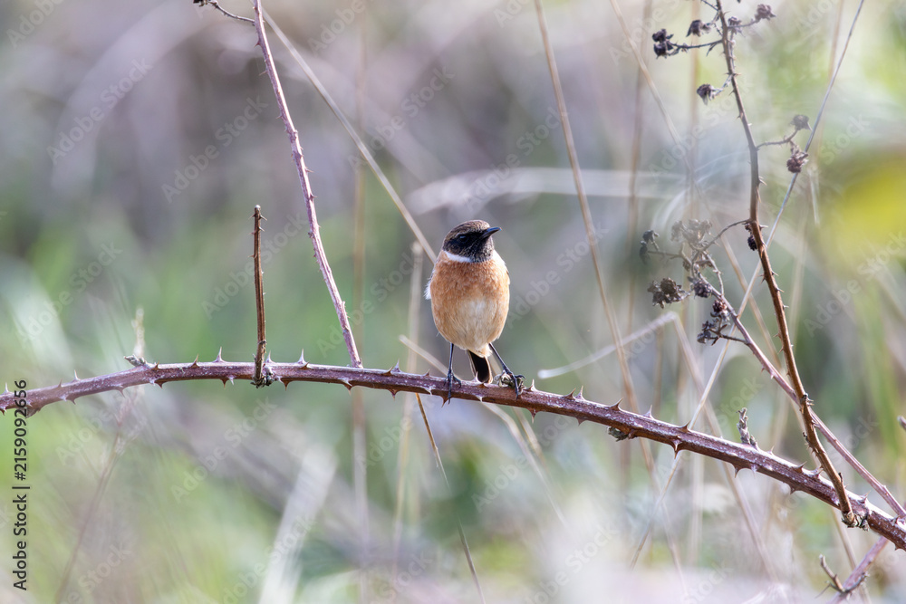 Fototapeta premium European stonechat perched on a bramble stem